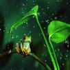 Rain drops HD Live Wallpaper APK