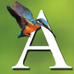 Alcedo Ornitologia e Natura