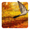 Autumn Live Wallpaper 🦉🍁 APK