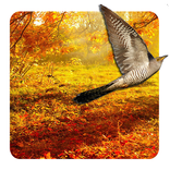 ”Autumn Live Wallpaper 🦉🍁