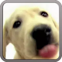 DOG SCREEN CLEANER LWP FREE APK download