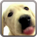 DOG SCREEN CLEANER LWP FREE APK