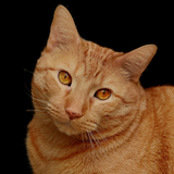 MyCat APK