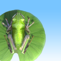The Frog HD