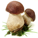 APK Cerca Funghi