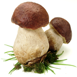 Cerca Funghi icon