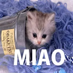 Miao Gattini - Gratis