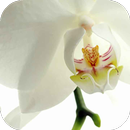 Naturopatia Euquantica-APK