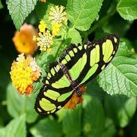 صور فراشات جميله الملصق