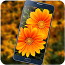 Golden Rose Flower Wallpaper APK