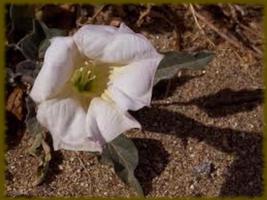 Desert Flowers wallpaper-poster