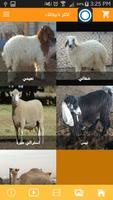 safah sheep Affiche
