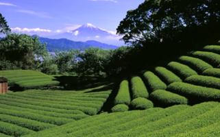 Japanese music relaxing.-poster