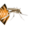 Mosquito Rebel