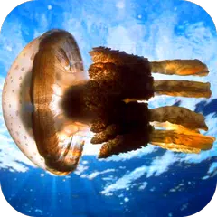 Jellyfish Video Live Wallpaper APK download