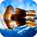 Jellyfish Video Live Wallpaper APK