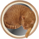 Cat's Curling APK