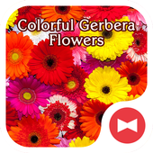 Android 用の 花壁紙アイコン カラフルなガーベラ 無料 Apk をダウンロード