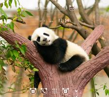 Napping Panda Poster