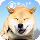 Dog Wallpaper　Shiba Inu Maru APK