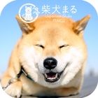 Shiba Inu Maru Walk +HOME أيقونة