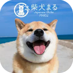 download Shiba Inu Maru-Launcher Free APK