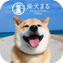 Shiba Inu Maru-Launcher Free APK