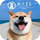 Thèmes gratuits★Shiba Inu Maru icône