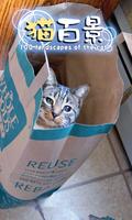 Aha-Experience Scenes of Cats پوسٹر