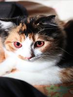 Aha-Experience Scenes of Cats اسکرین شاٹ 2