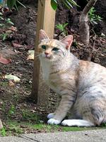 Aha-Experience Scenes of Cats اسکرین شاٹ 3