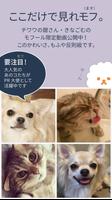 Poster mofur（モフール） - 犬猫10秒動画を共有