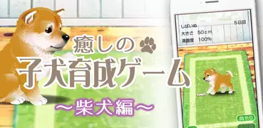 癒しの子犬育成ゲーム〜柴犬編〜