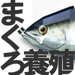 [マグロ育成ゲーム] まぐろ養殖