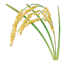 野菜かな APK