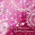 Cherry blossom  wallpaper　free
