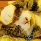 Cats poems　preview Zeichen