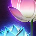 a1-Asian Lotus Flowers