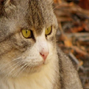 animal sound APK