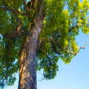 ForestSound APK