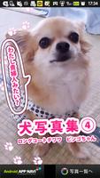 犬写真集④　ビンゴ plakat