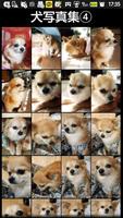 犬写真集④　ビンゴ Ekran Görüntüsü 1