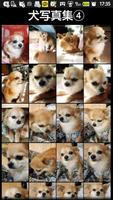 犬写真集④　ビンゴ скриншот 1