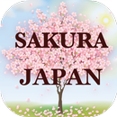 Japanese SAKURA of healing APK