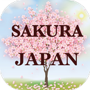 APK Japanese SAKURA of healing