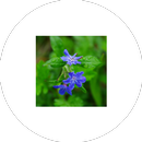 ImageViewer for Android Wear APK