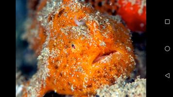 FROGFISH.JP Affiche