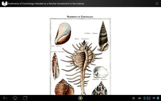 Rudiments of Conchology capture d'écran 3