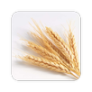 GrainSynth APK