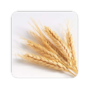 GrainSynth APK